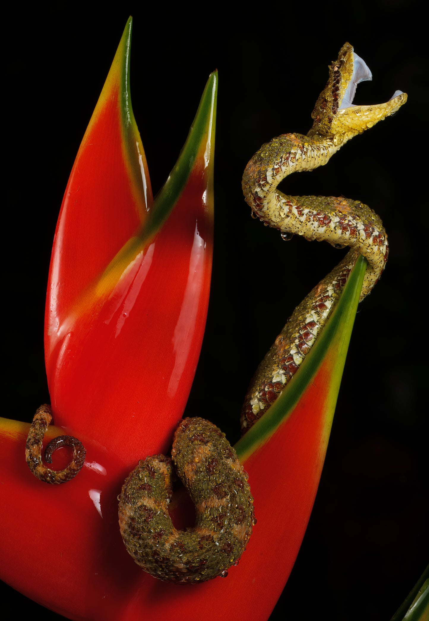 Beso de Veneno