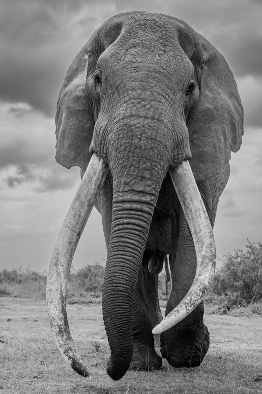 El gigante de África