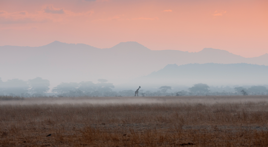 Silencio africano