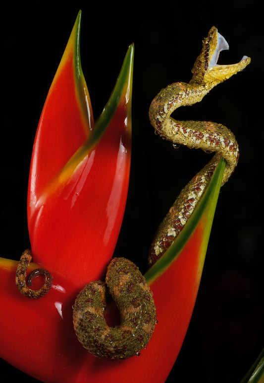 Beso de Veneno